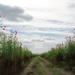 纲手❌❌❌裸体拔萝卜网页版
